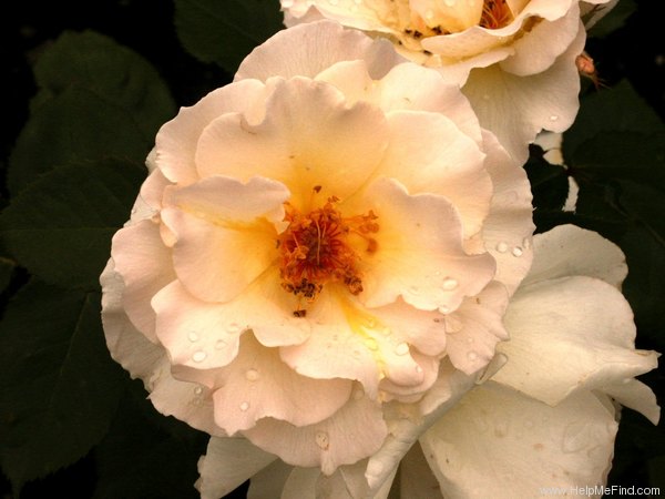 'Terra Jubilee' rose photo